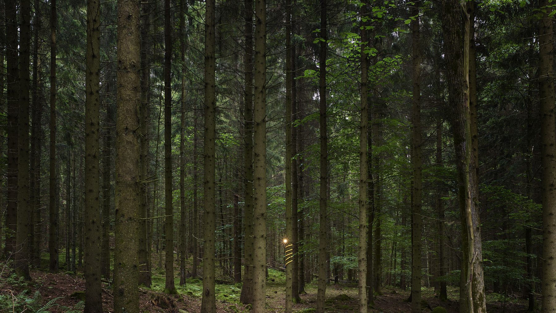 Scandinavian Light Senses by Swedish designer Alexander Lervik
